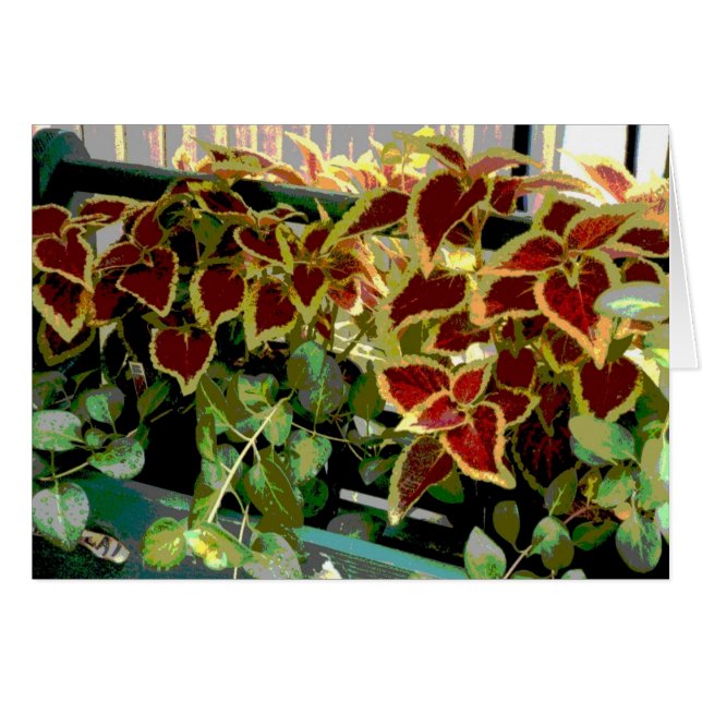 Coleus Plants Hälsningskort (Framsidan Horizontal)