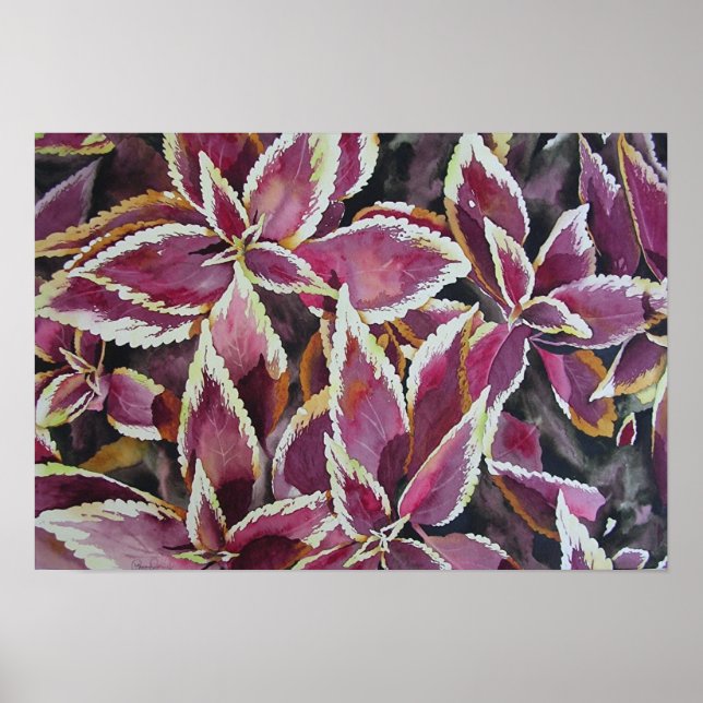 Coleus Poster (Framsidan)