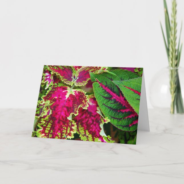 Coleuskonst Kort (Framsida)