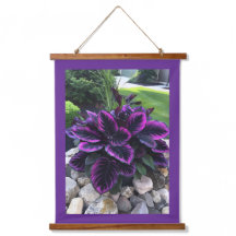 Coleusväxt