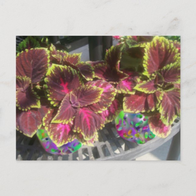 Coleusväxt Vykort (Framsida)