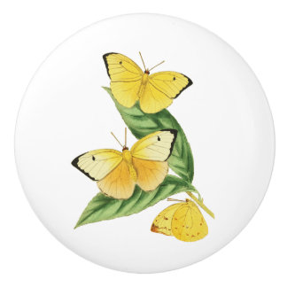 Colias Statira Butterfly Knopp