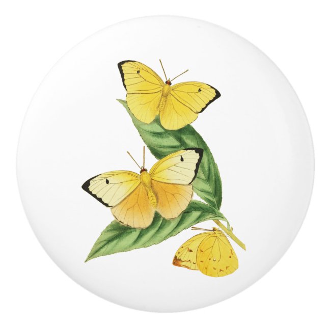 Colias Statira Butterfly Knopp (Framsidan)