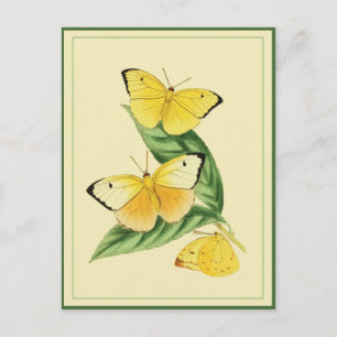 Colias Statira Butterfly-vykort Vykort