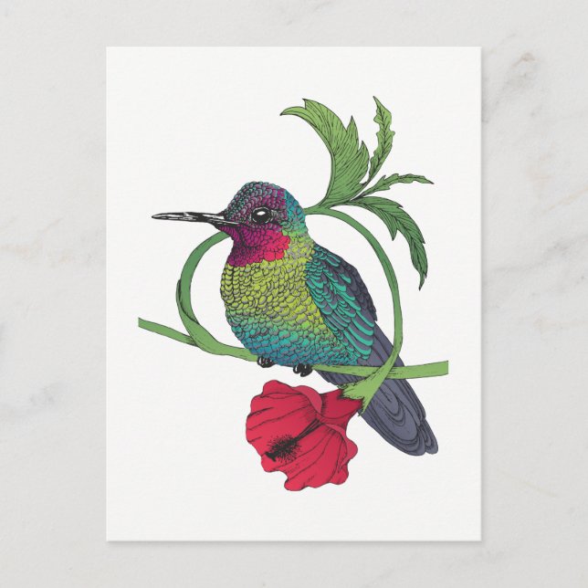 Colibri Bird Illustration-vykort Vykort (Framsida)