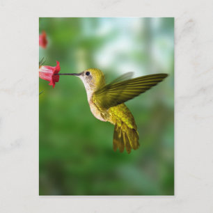 Colibri De Oro República Dominicana Vykort