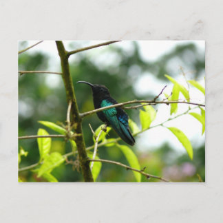 Colibri (Hummingbird) - Martinique, FWI Vykort
