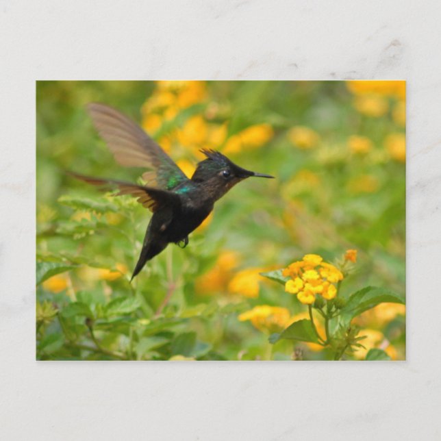 Colibri Vykort (Framsida)