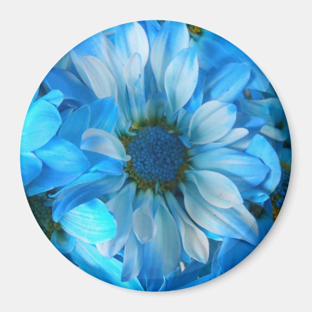 Collaert Magnet (Framsidan)