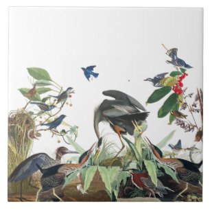 Collage för djurlivet för Audubon Heronfåglar Kakelplatta