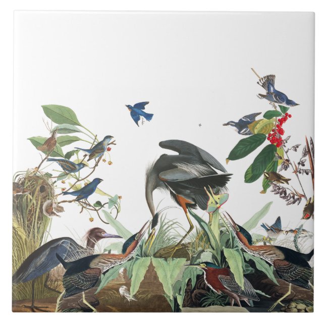 Collage för djurlivet för Audubon Heronfåglar Kakelplatta (Framsidan)