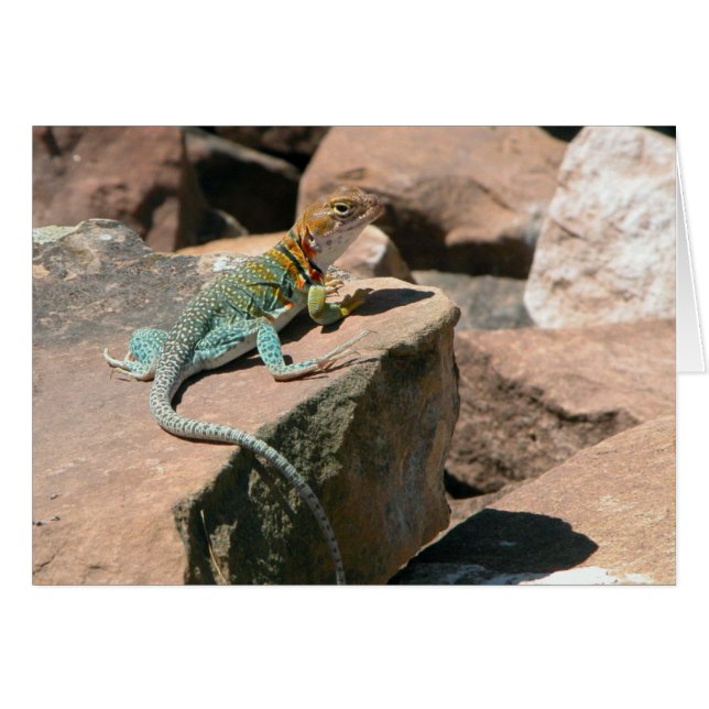 Collard Lizard, Mesa Verde Blank Card Hälsningskort (Framsidan Horizontal)