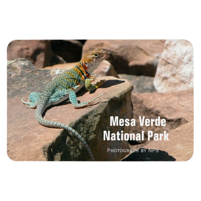 Collard Lizard, Mesa Verde Magnet (Horisontell)
