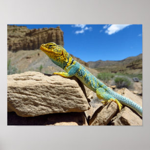 Collard Lizard nära Thompson Vår Poster