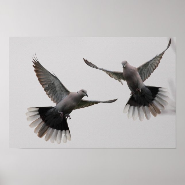 Collarda Doves Poster (Framsidan)