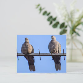 Collarda Doves Vykort