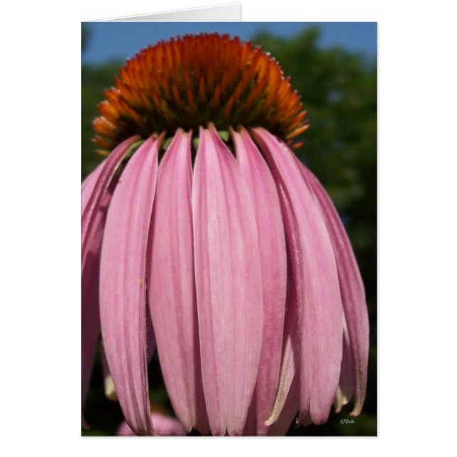 Collasol Echinacea Hälsningskort (Framsidan)