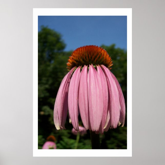 Collassal Echinacea Poster (Framsidan)