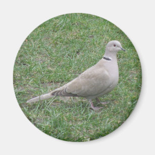 Collated Dove Magnet