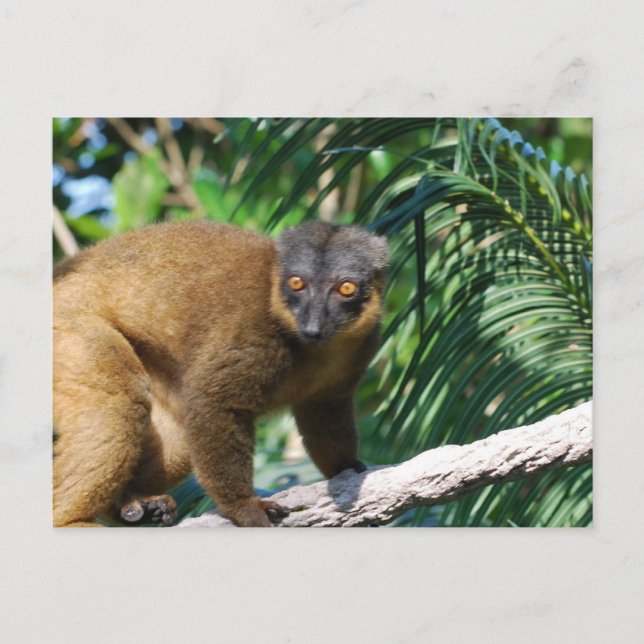 Collated Lemur Postcard Vykort (Framsida)