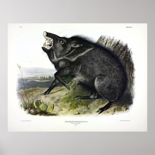 Collated Peccary, eller Javelina (Dicotyles tajacu Poster (Framsidan)