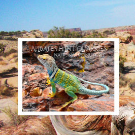 Collborn Lizard, Alibates Flint Quarries, Texas Vykort