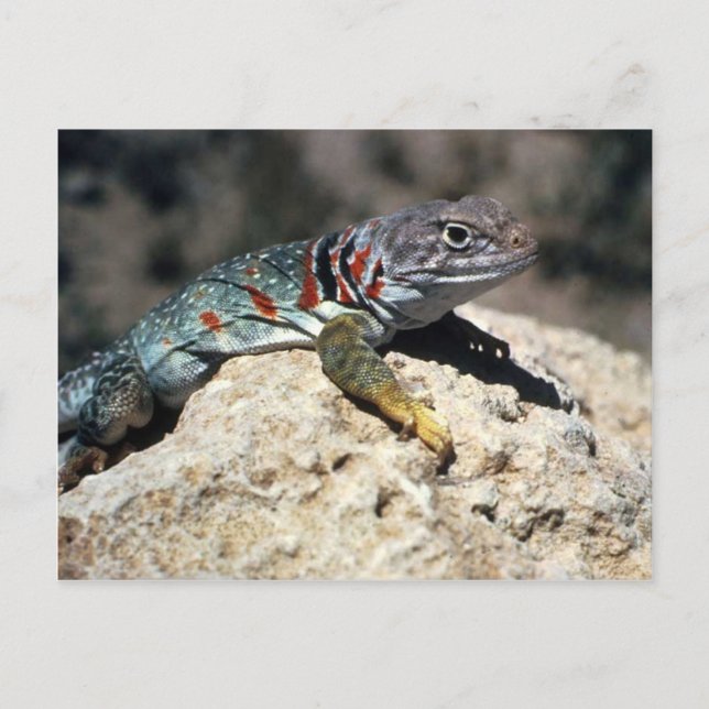 Collborn Lizard Vykort (Framsida)