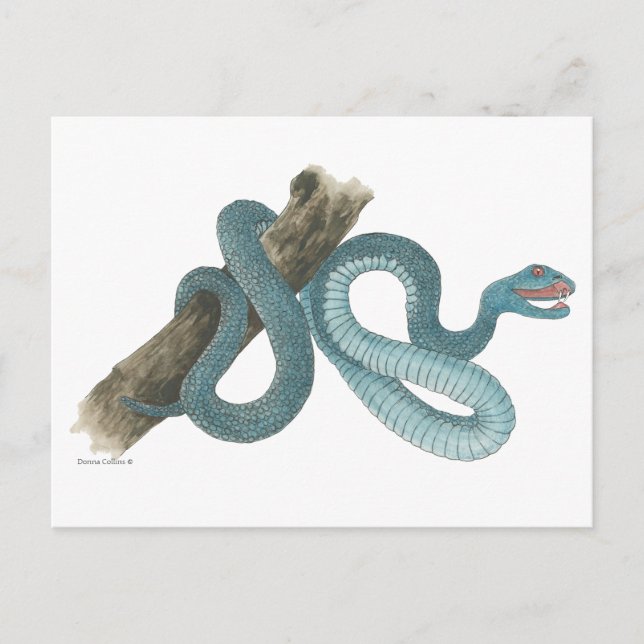 Collection Austrailian  snake Post Card Vykort (Framsida)