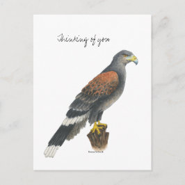 Collection Falcon Post Card Vykort