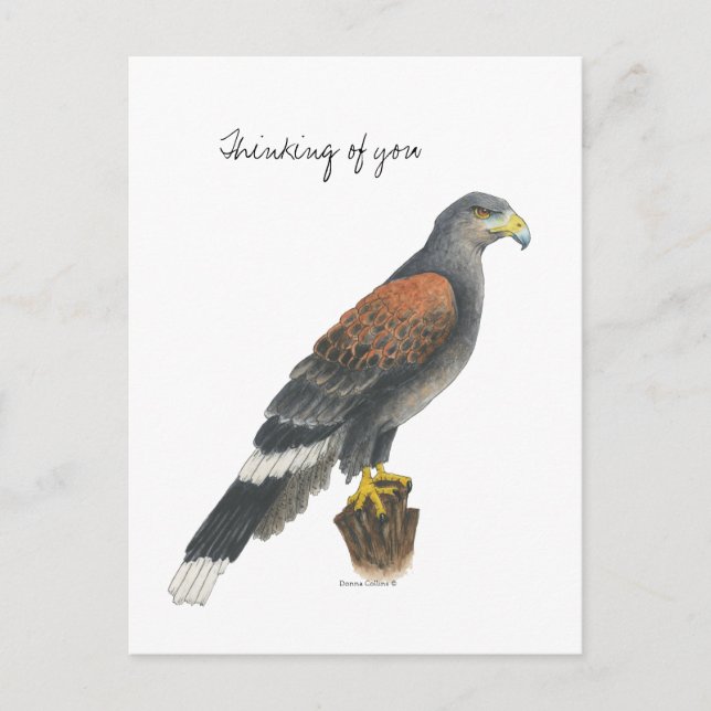 Collection Falcon  Post Card Vykort (Framsida)
