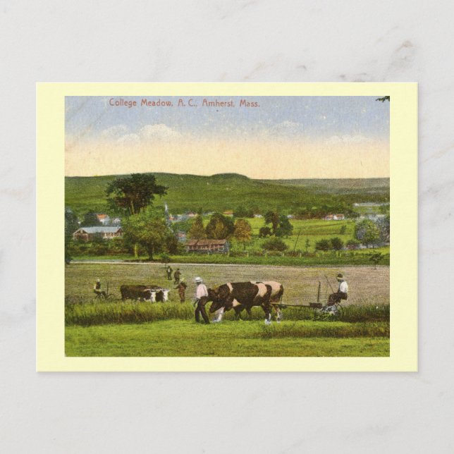 College Meadow, Amherst Massachusetts 1912 Vintage Vykort (Framsida)