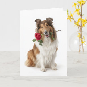 Collie Alla hjärtans dag – Öm kärlek med en ros Kort