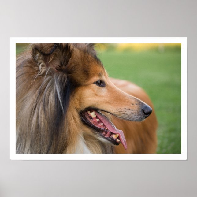 Collie Ansikte Poster (Framsidan)