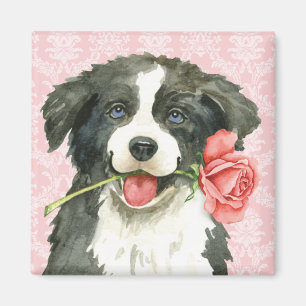 Collie för valentinrogräns magnet