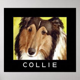 Collie Hund Affischer