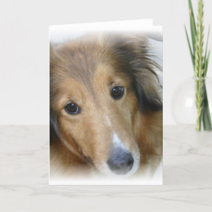 Collie Hund Greeting Card Kort