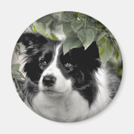 Collie Hund i Skogen Magnet