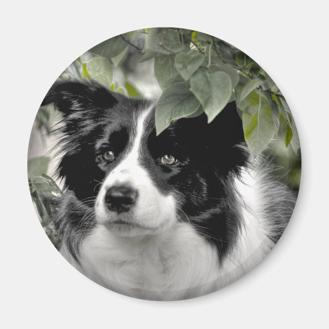 Collie Hund i Skogen Magnet (Framsidan)