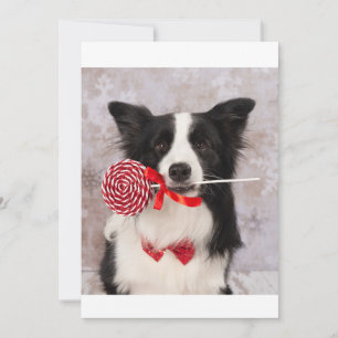 Collie hund julkort