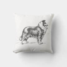 Collie Hund