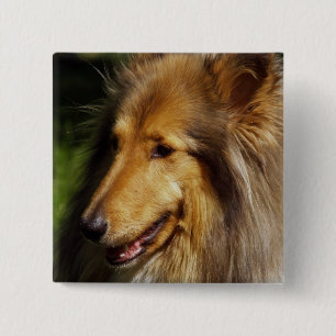 Collie Hund Photograph Knapp