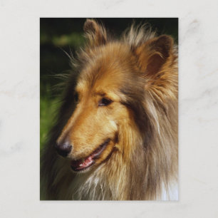 Collie Hund Photograph Vykort