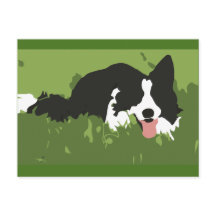 Collie Hund Postcard