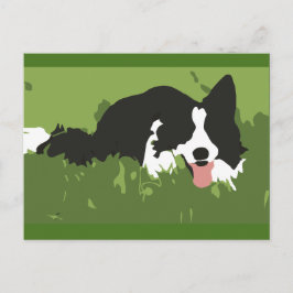 Collie Hund Postcard Vykort