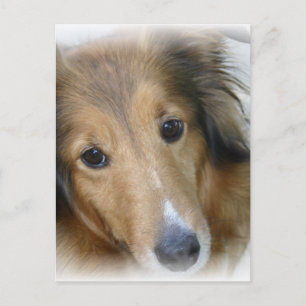 Collie Hund Postcard Vykort