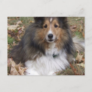 Collie Hund Postcard Vykort