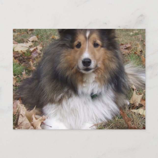 Collie Hund Postcard Vykort (Framsida)