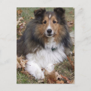 Collie Hund Postcard Vykort