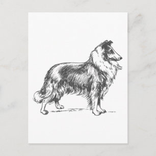 Collie Hund Vykort