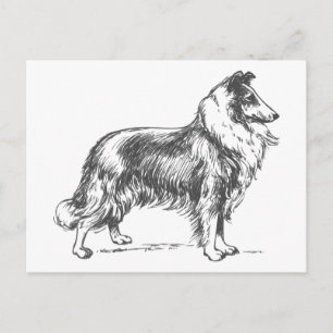 Collie Hund Vykort